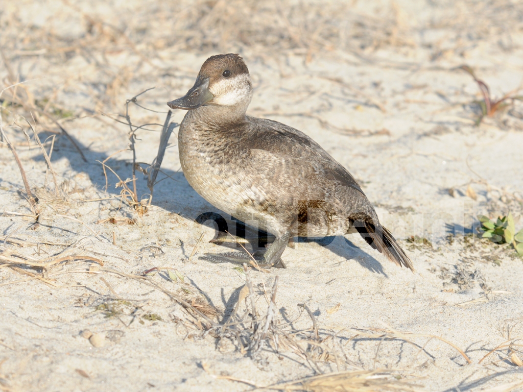 RUDU-AD_Ruddy-Duck