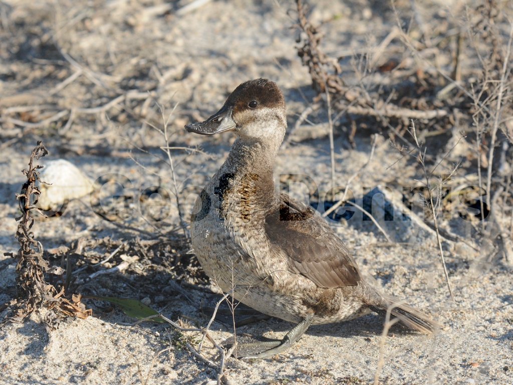 RUDU-AE_Ruddy-Duck