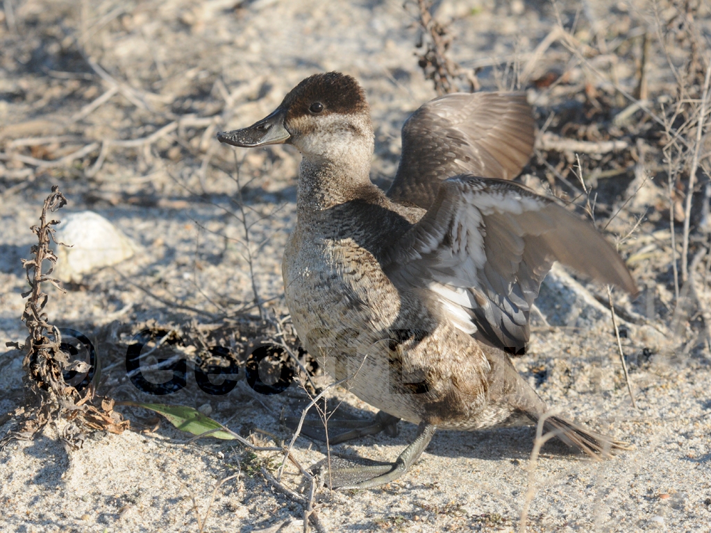 RUDU-AF_Ruddy-Duck