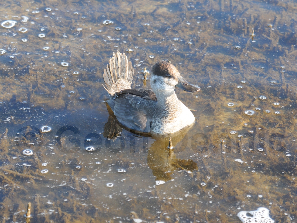 RUDU-AG_Ruddy-Duck
