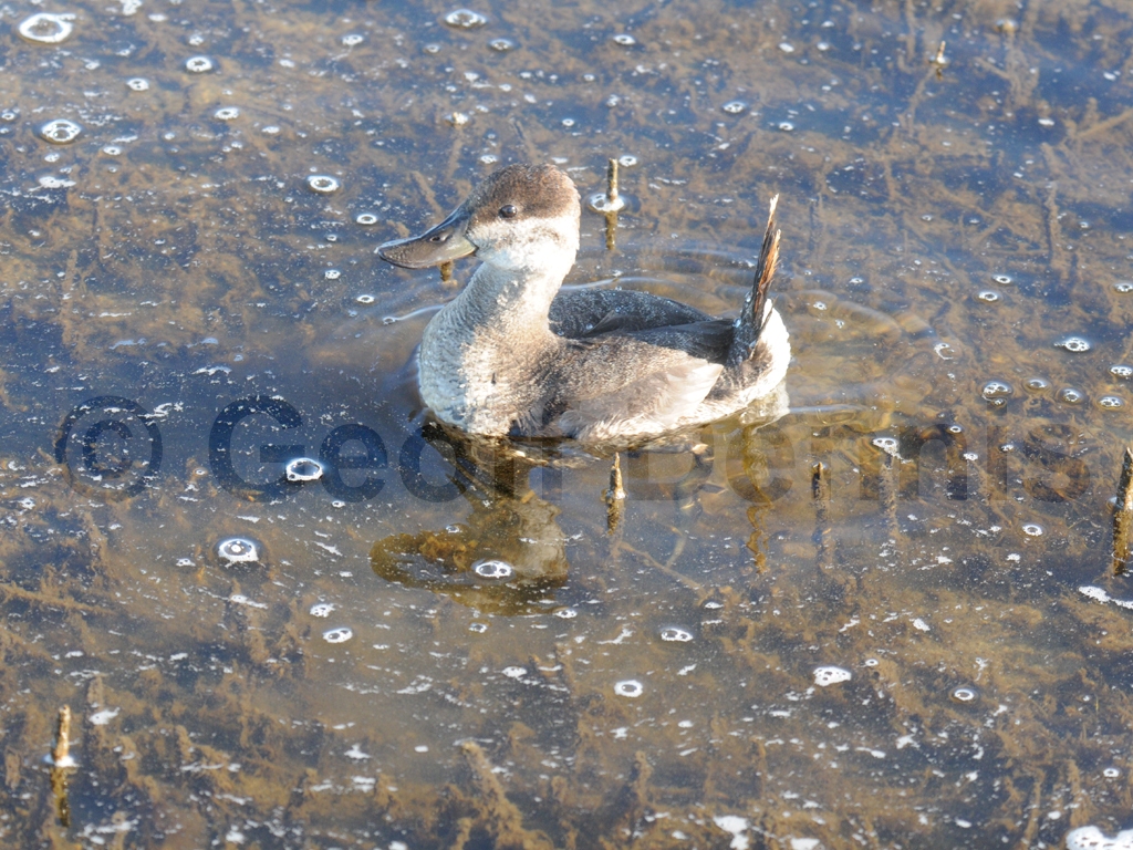 RUDU-AH_Ruddy-Duck