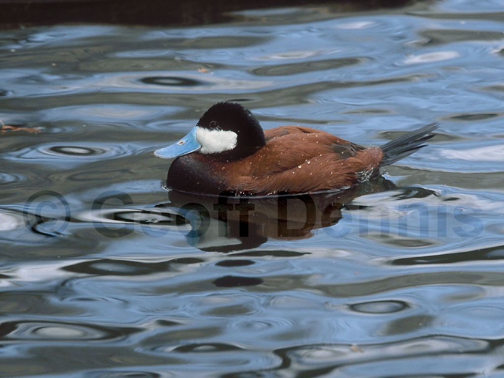RUDU-AI_Ruddy-Duck
