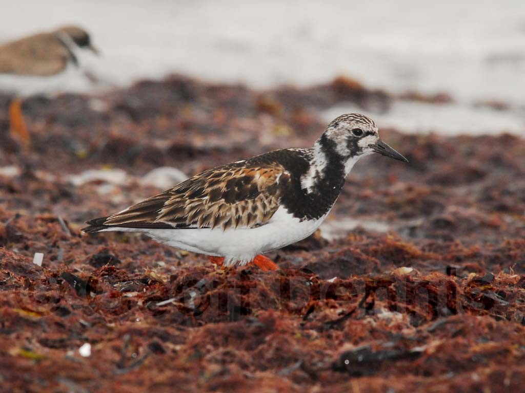 RUTU-AA_Ruddy-Turnstone