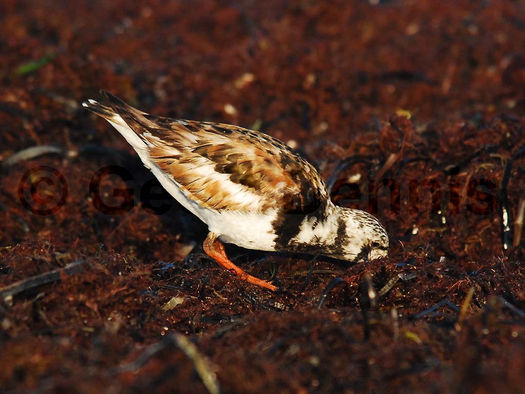 RUTU-AB_Ruddy-Turnstone