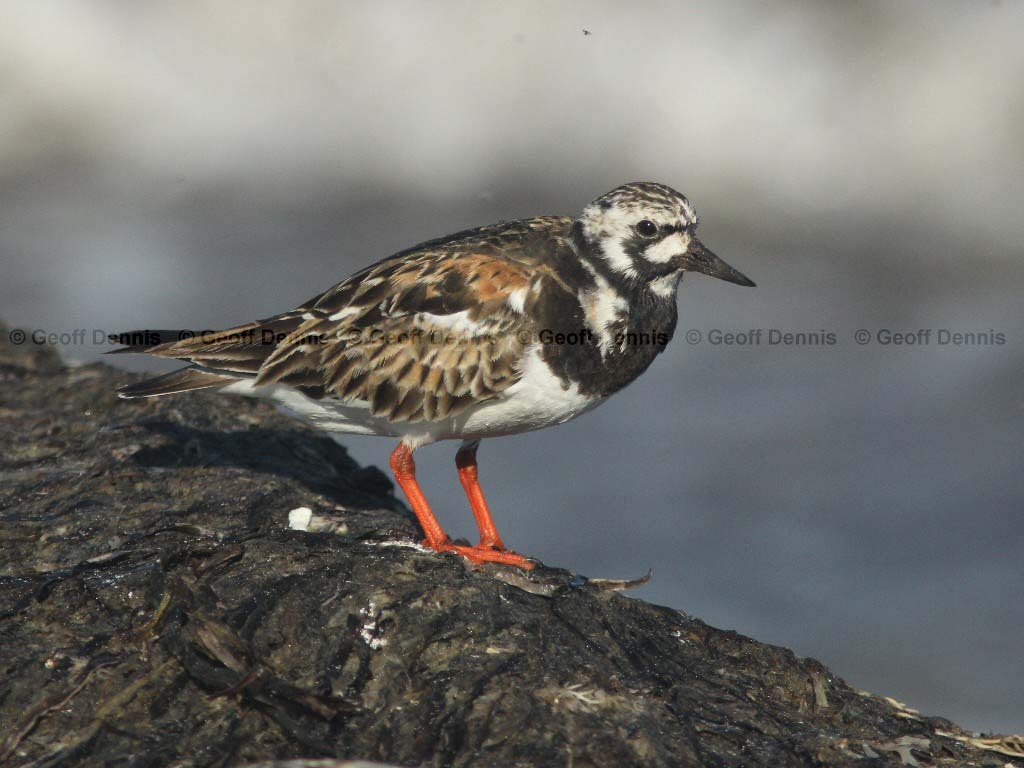 RUTU-AC_Ruddy-Turnstone