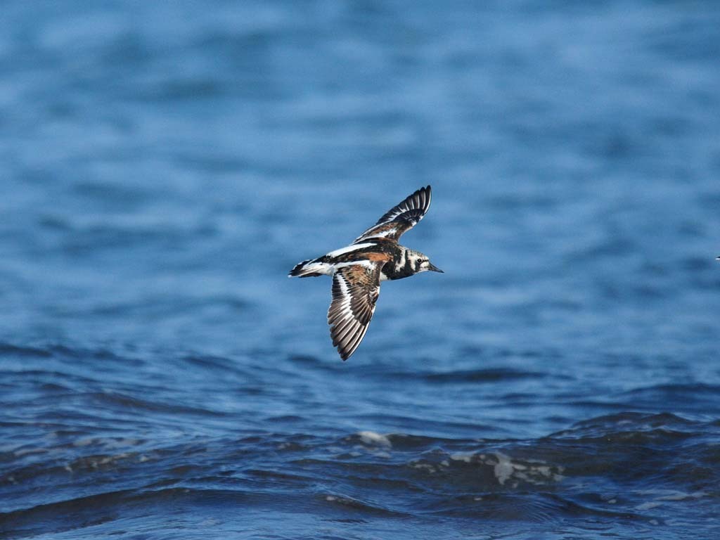 RUTU-AD_Ruddy-Turnstone