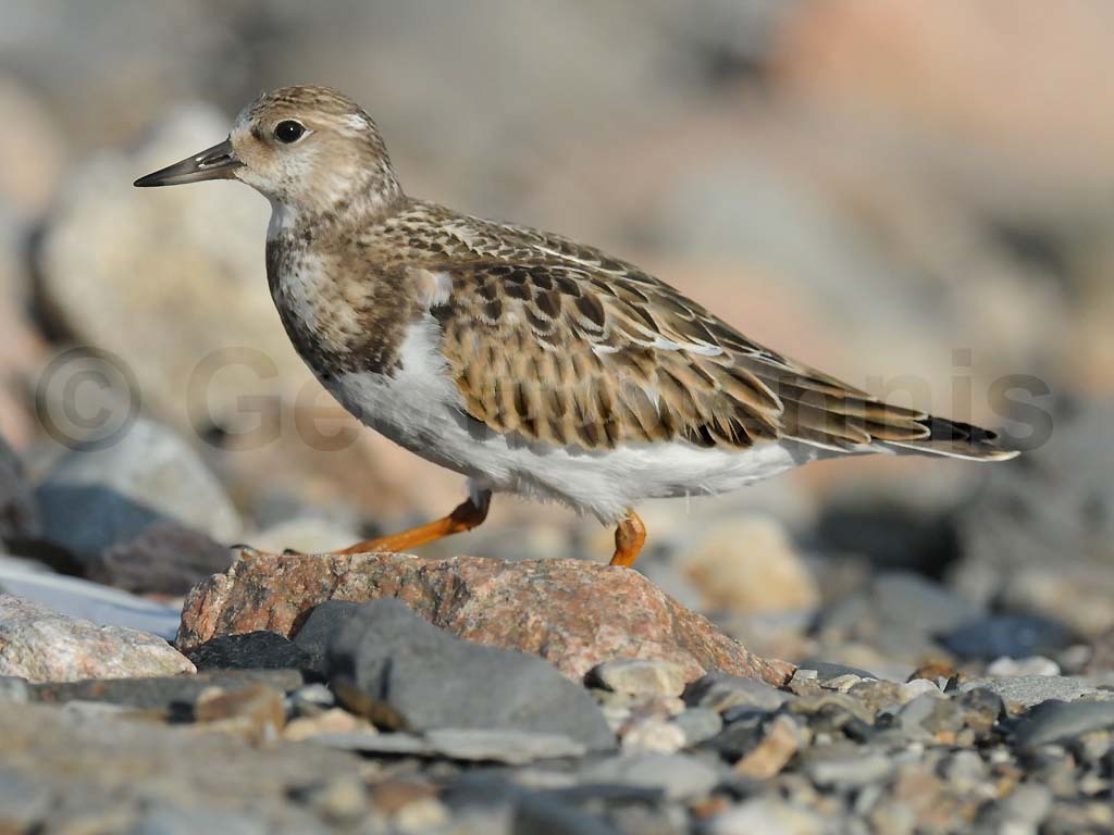 RUTU-AE_Ruddy-Turnstone