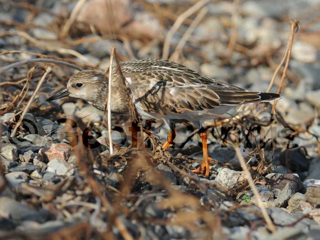 RUTU-AF_Ruddy-Turnstone