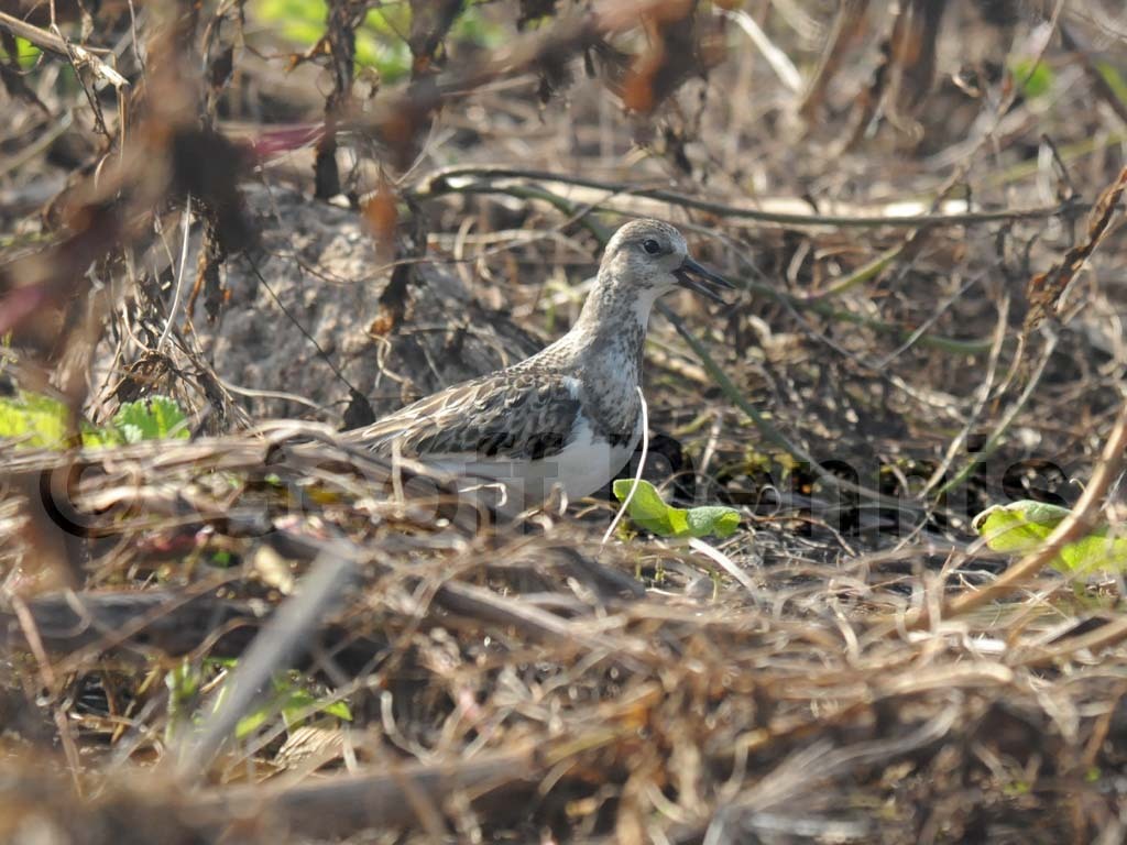 RUTU-AG_Ruddy-Turnstone