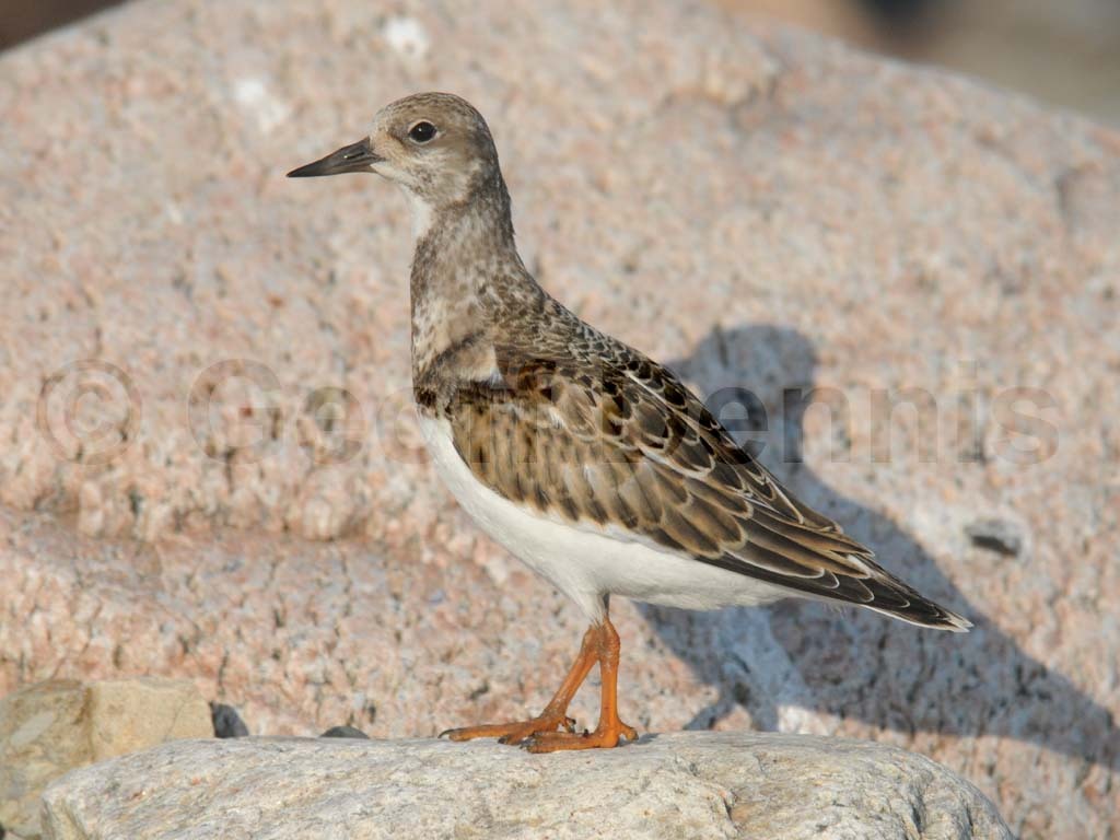 RUTU-AH_Ruddy-Turnstone