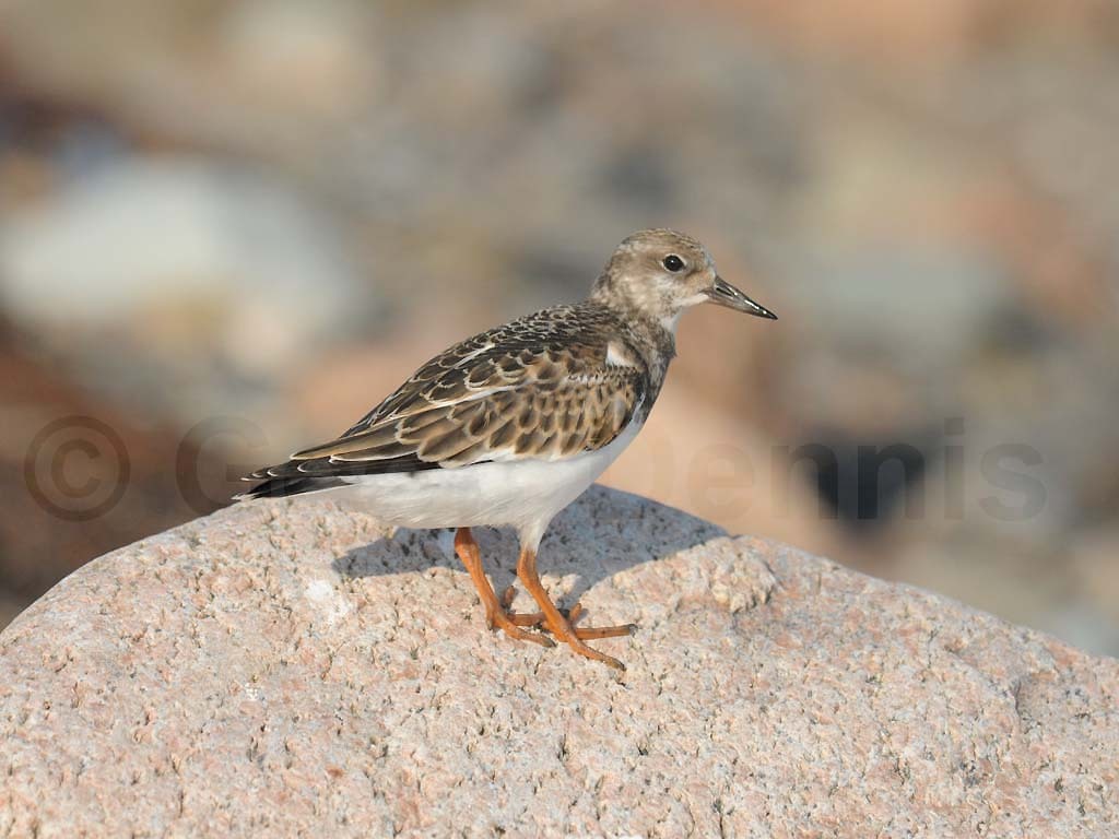 RUTU-AI_Ruddy-Turnstone