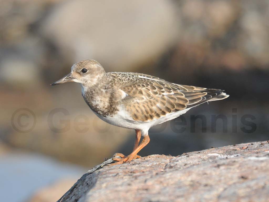 RUTU-AJ_Ruddy-Turnstone