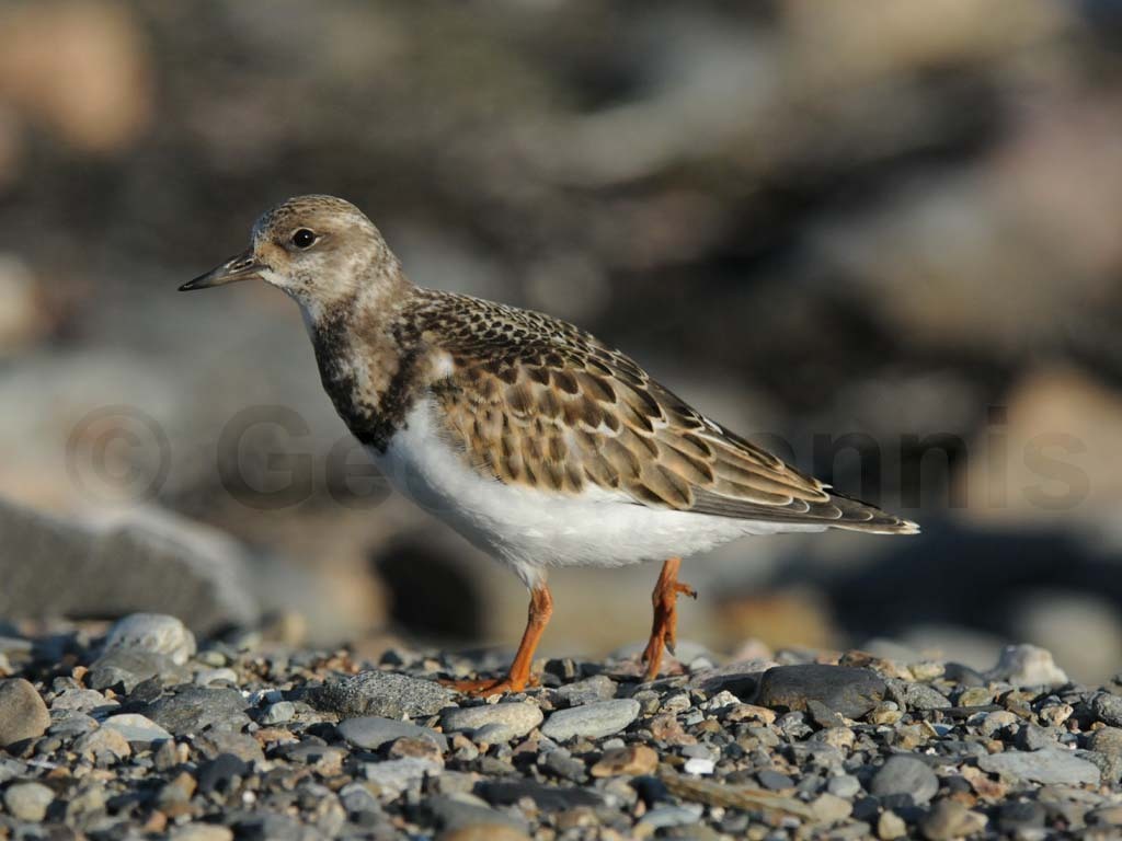 RUTU-AK_Ruddy-Turnstone