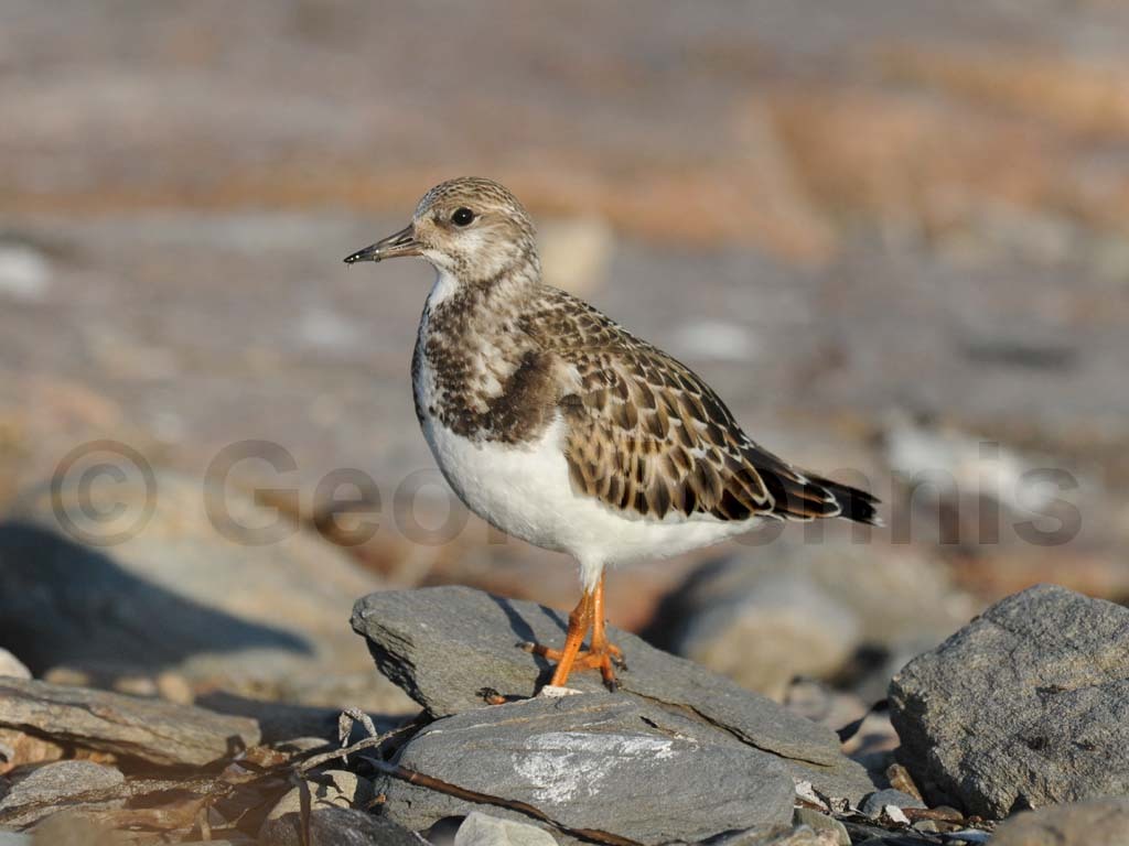 RUTU-AL_Ruddy-Turnstone