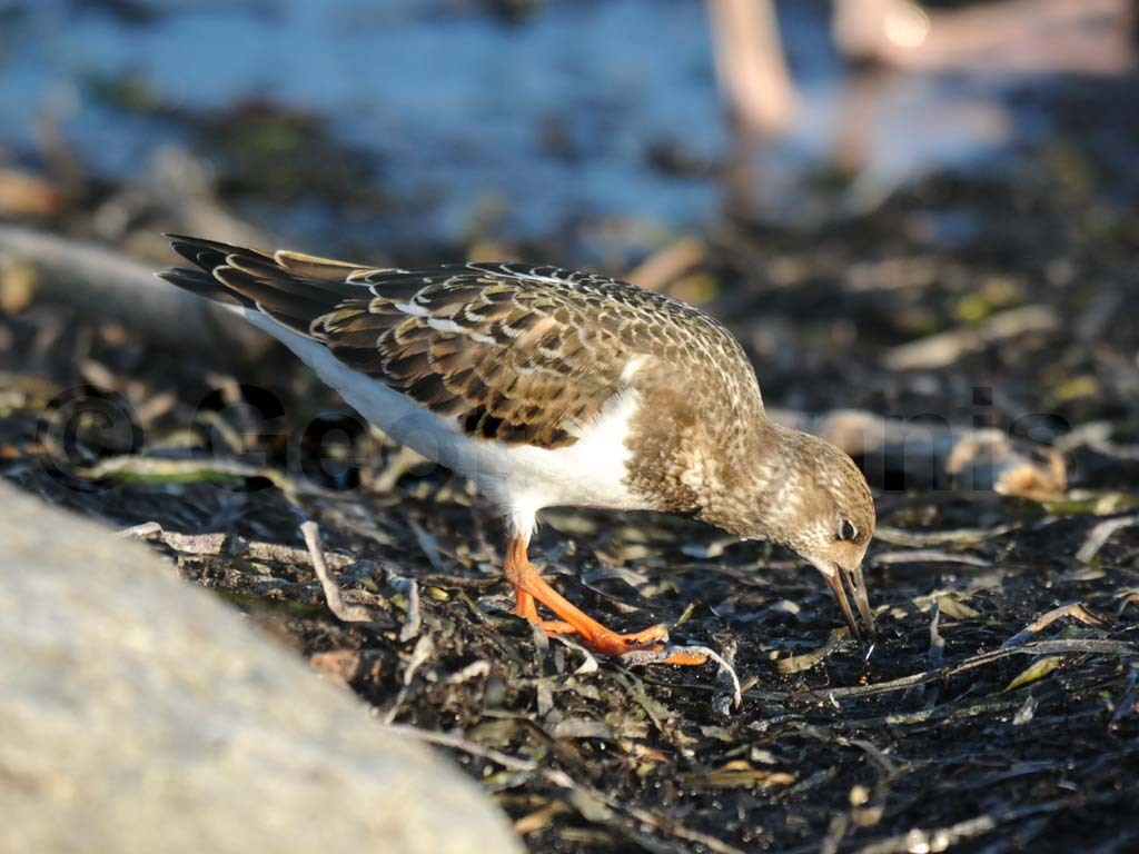 RUTU-AM_Ruddy-Turnstone