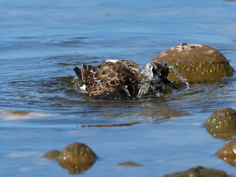 RUTU-ANa_Ruddy-Turnstone