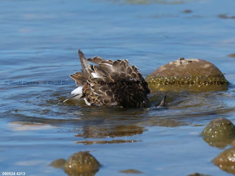 RUTU-ANb_Ruddy-Turnstone