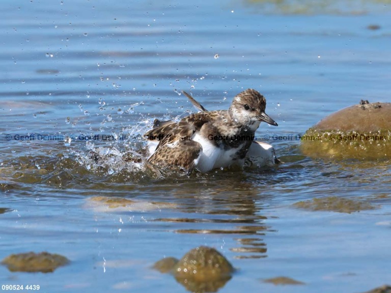 RUTU-ANc_Ruddy-Turnstone