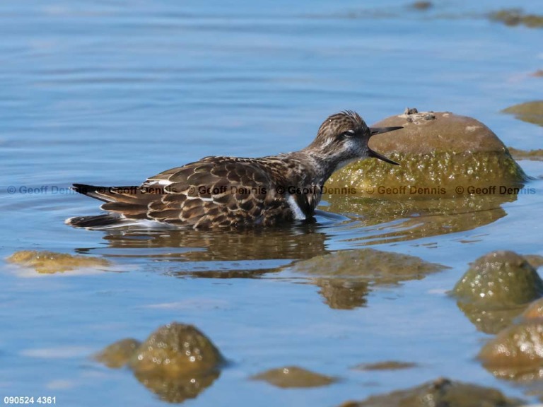 RUTU-ANd_Ruddy-Turnstone
