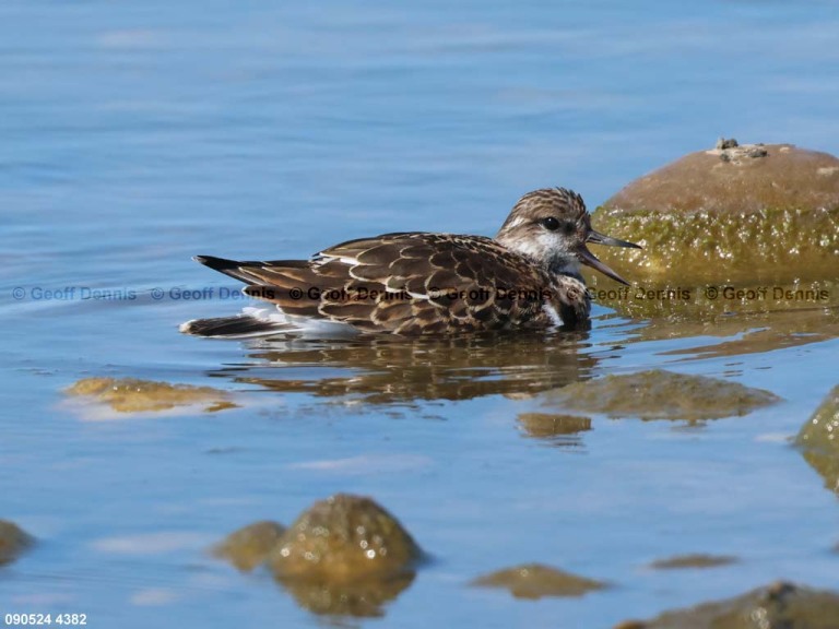 RUTU-ANe_Ruddy-Turnstone