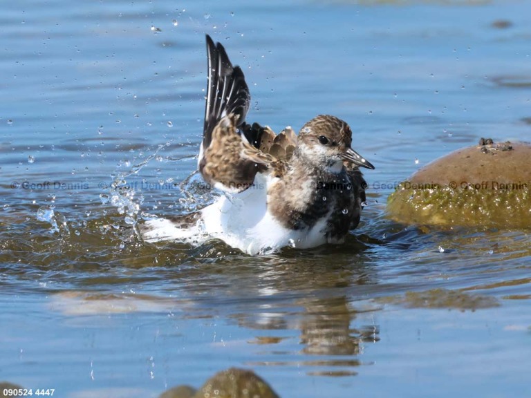 RUTU-ANf_Ruddy-Turnstone