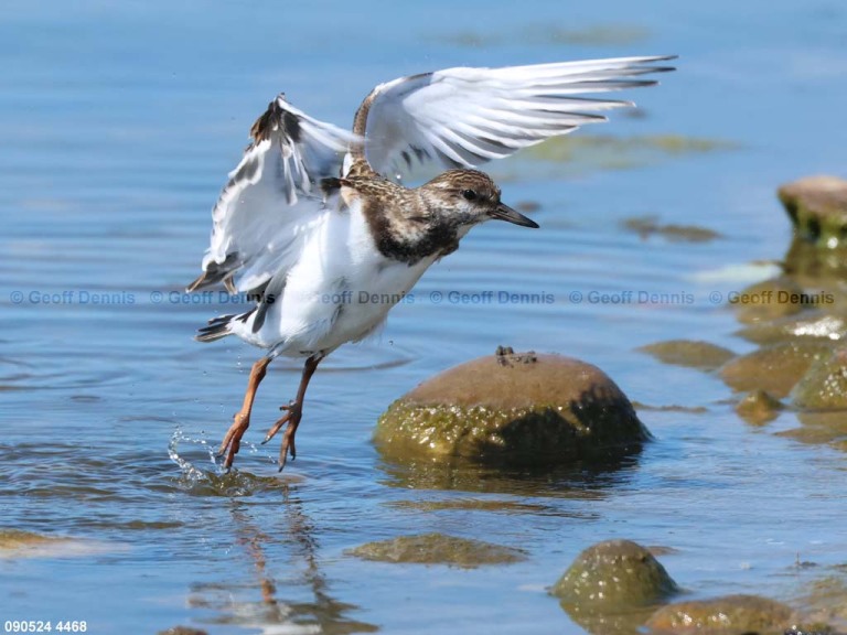 RUTU-ANg_Ruddy-Turnstone