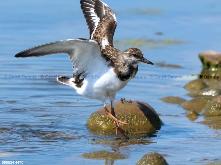 RUTU-ANh_Ruddy-Turnstone
