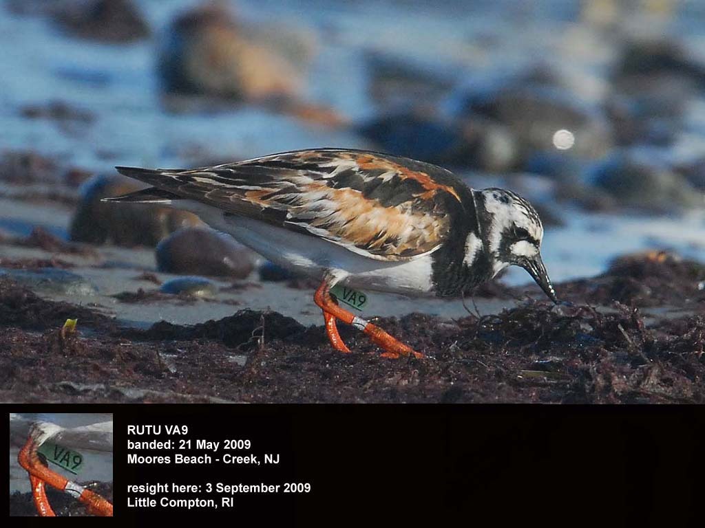RUTU-BA_Ruddy-Turnstone