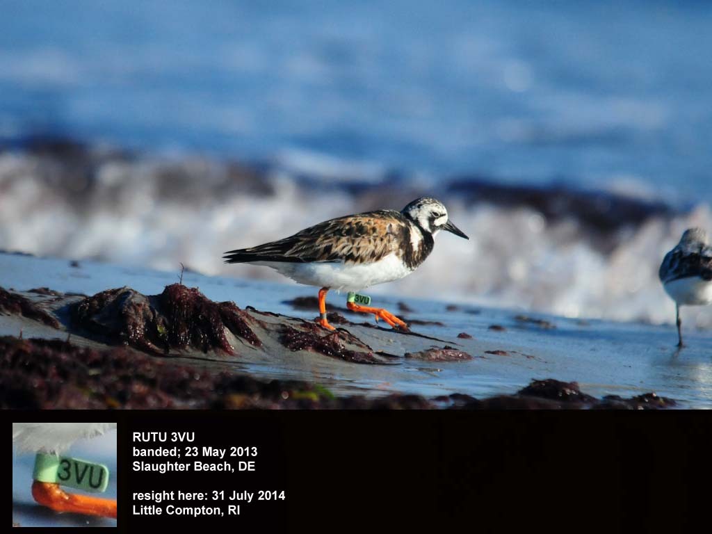 RUTU-BB_Ruddy-Turnstone