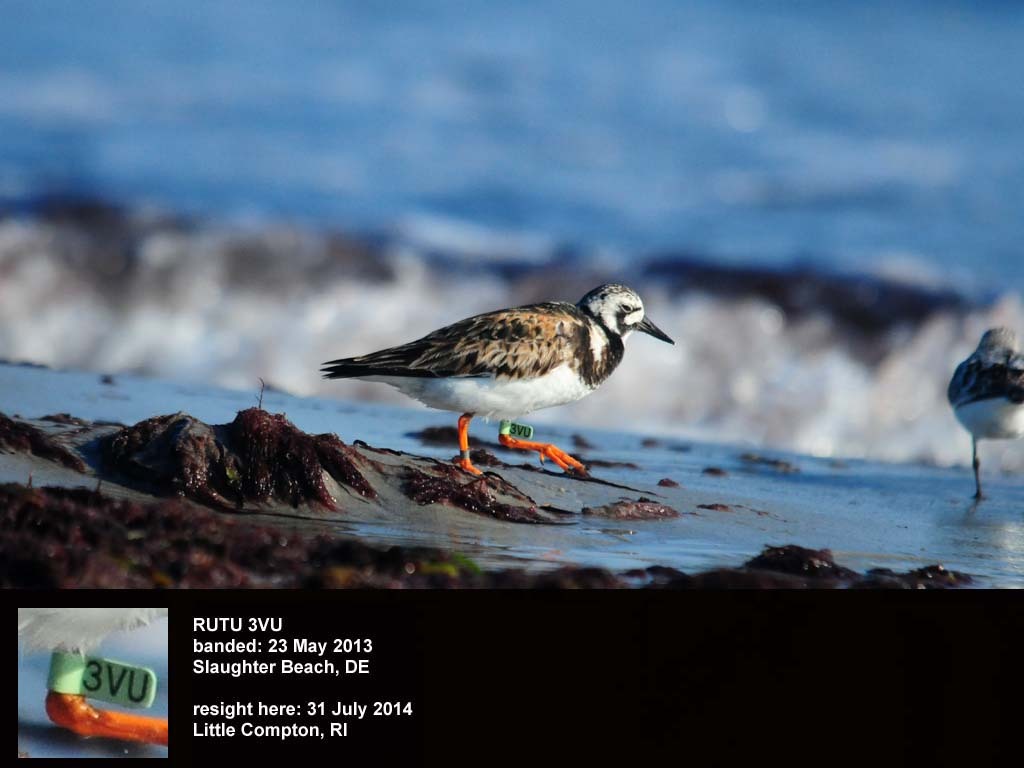 RUTU-BD_Ruddy-Turnstone
