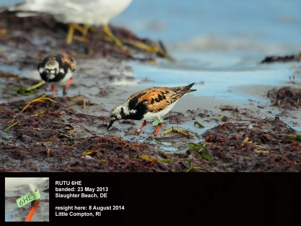 RUTU-BE_Ruddy-Turnstone