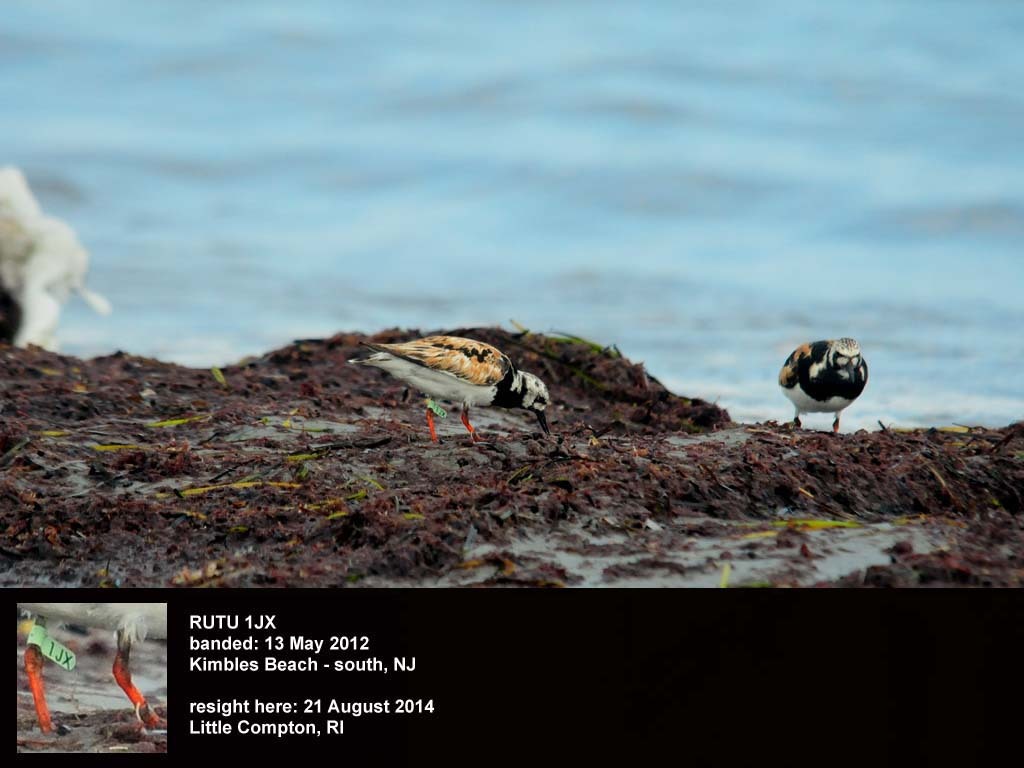 RUTU-BF_Ruddy-Turnstone