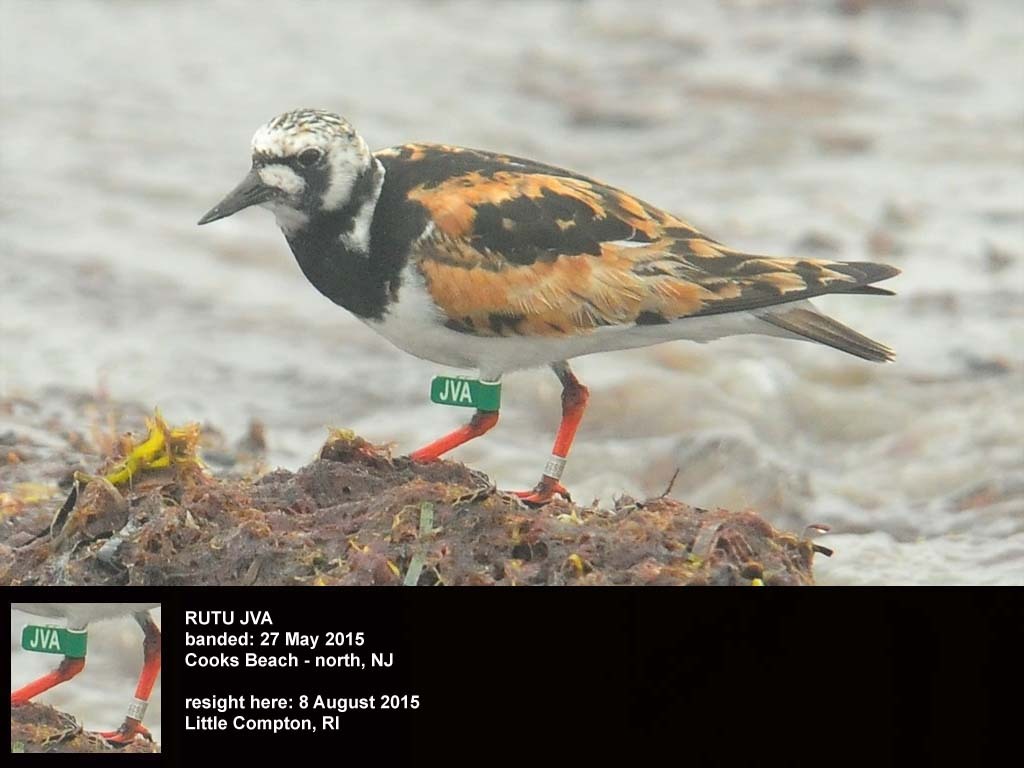 RUTU-BG_Ruddy-Turnstone