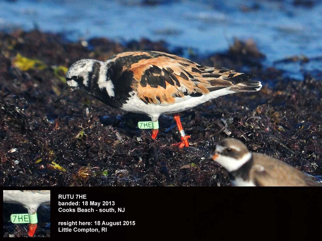 RUTU-BH_Ruddy-Turnstone
