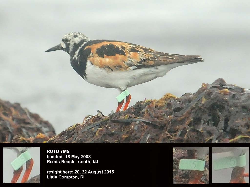 RUTU-BI_Ruddy-Turnstone