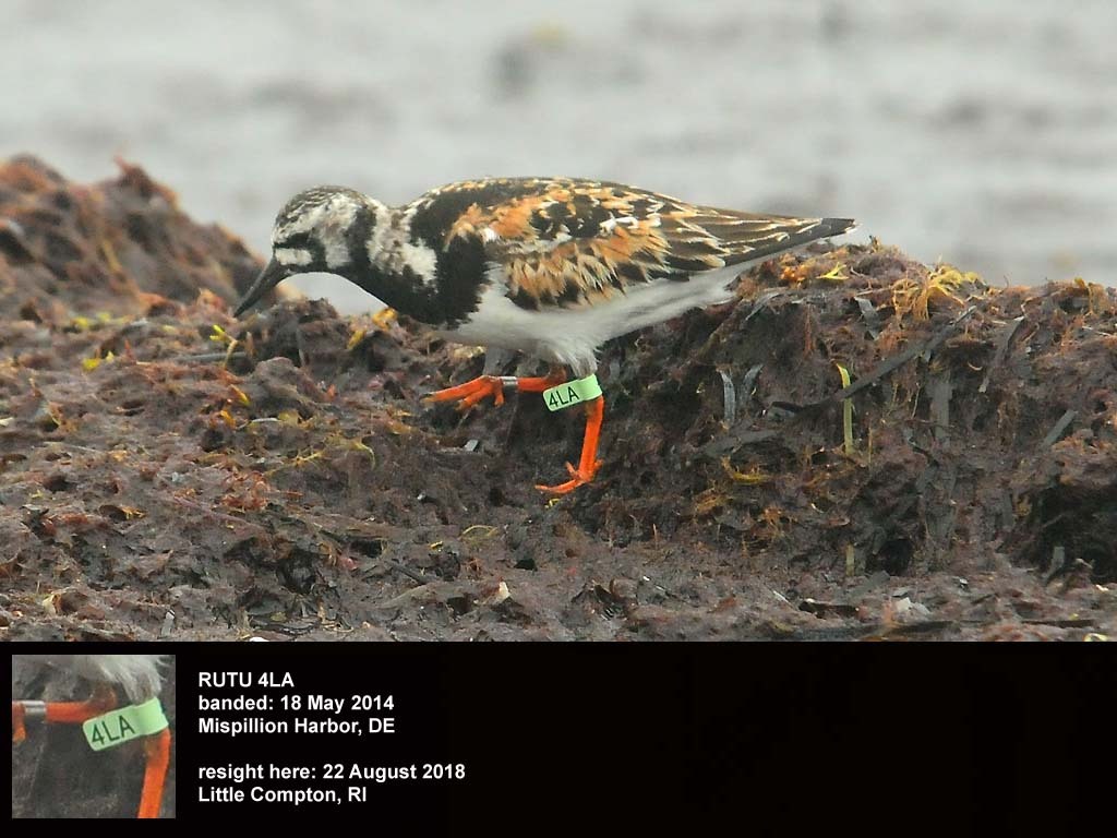 RUTU-BJ_Ruddy-Turnstone