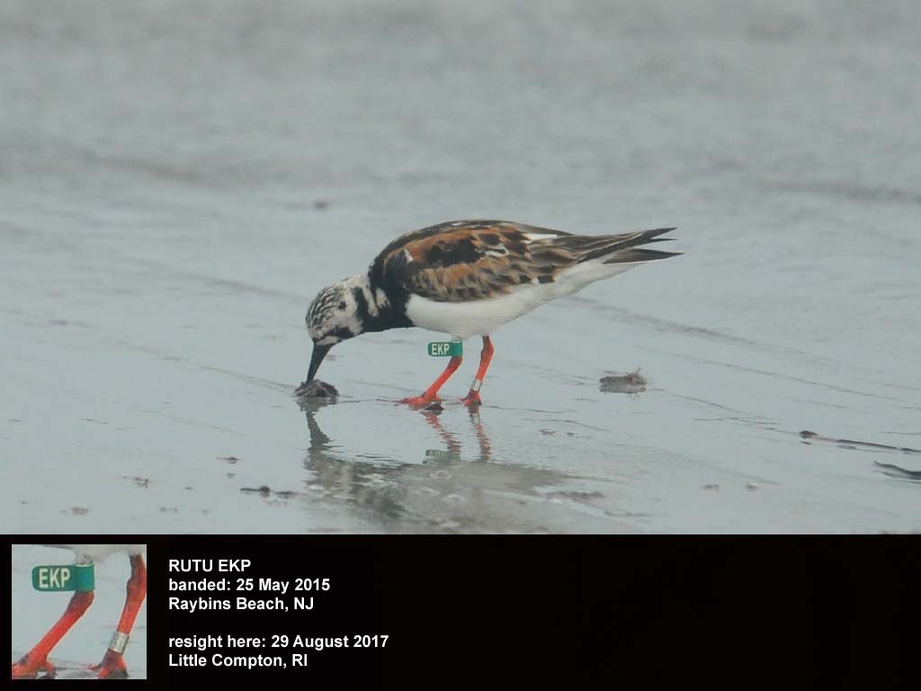 RUTU-BK_Ruddy-Turnstone