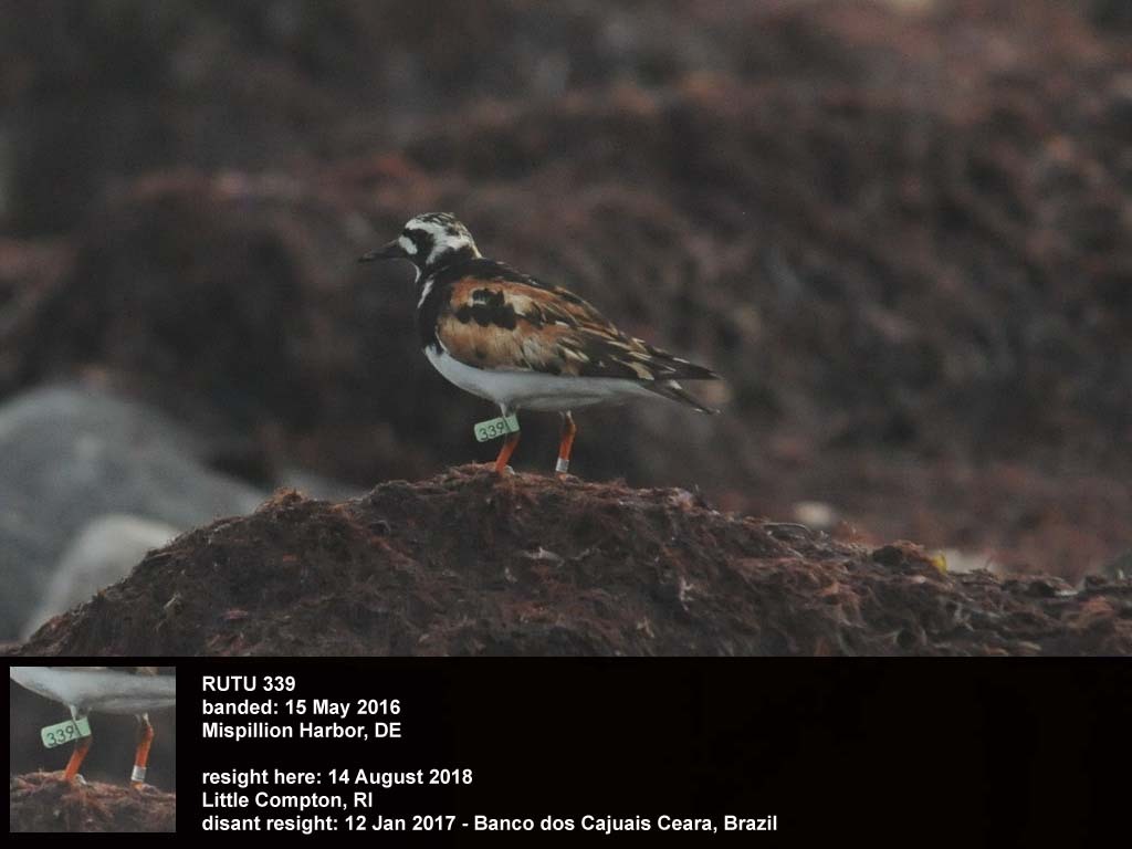 RUTU-BL_Ruddy-Turnstone