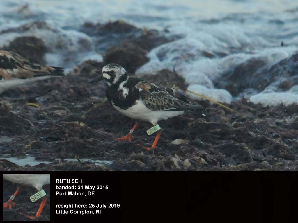 RUTU-BM_Ruddy-Turnstone