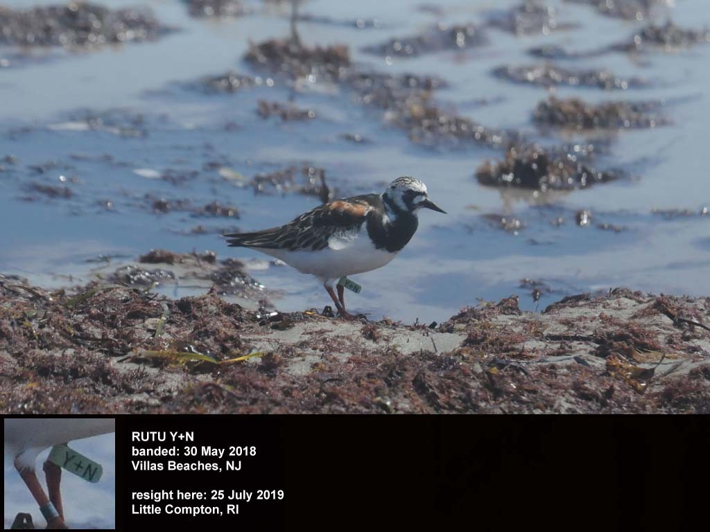 RUTU-BN_Ruddy-Turnstone