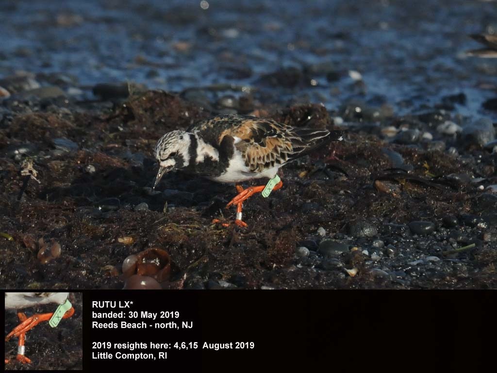 RUTU-BO_Ruddy-Turnstone
