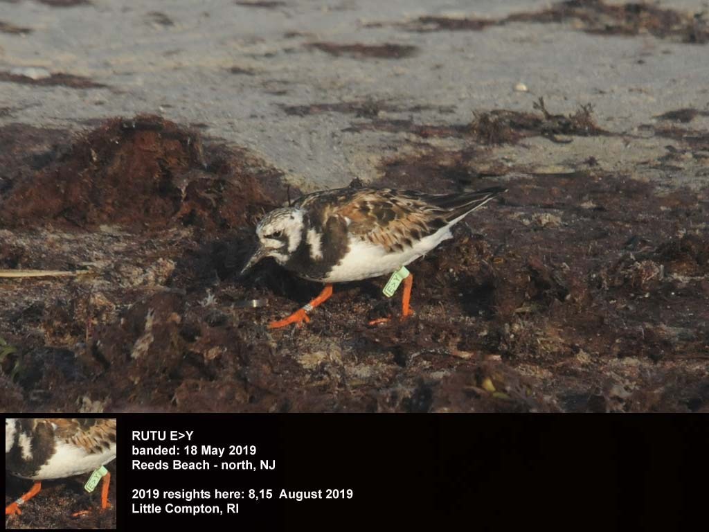 RUTU-BP_Ruddy-Turnstone