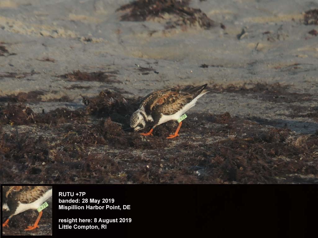 RUTU-BQ_Ruddy-Turnstone