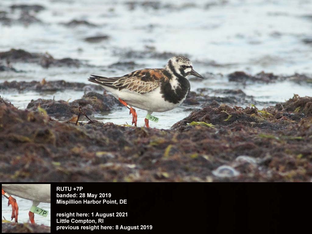 RUTU-BR_Ruddy-Turnstone