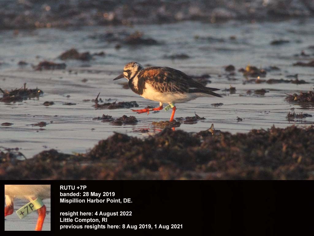 RUTU-BS_Ruddy-Turnstone