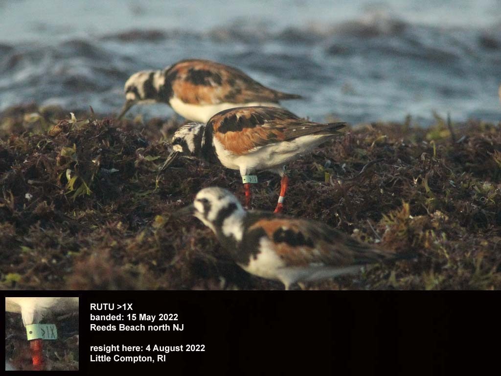RUTU-BT_Ruddy-Turnstone