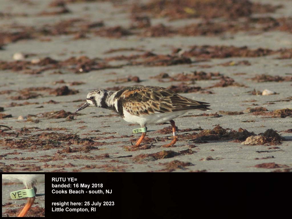 RUTU-BU_Ruddy-Turnstone
