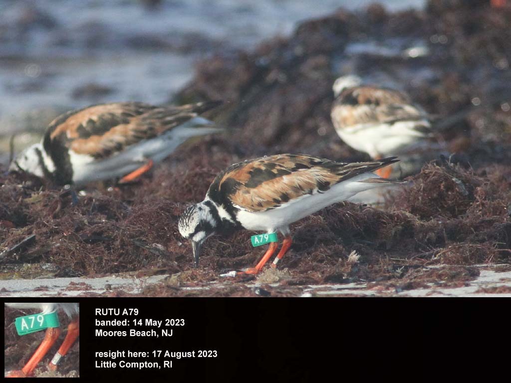 RUTU-BV_Ruddy-Turnstone