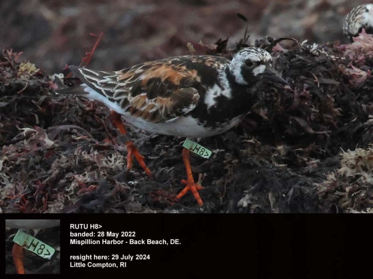 RUTU-BW_Ruddy-Turnstone