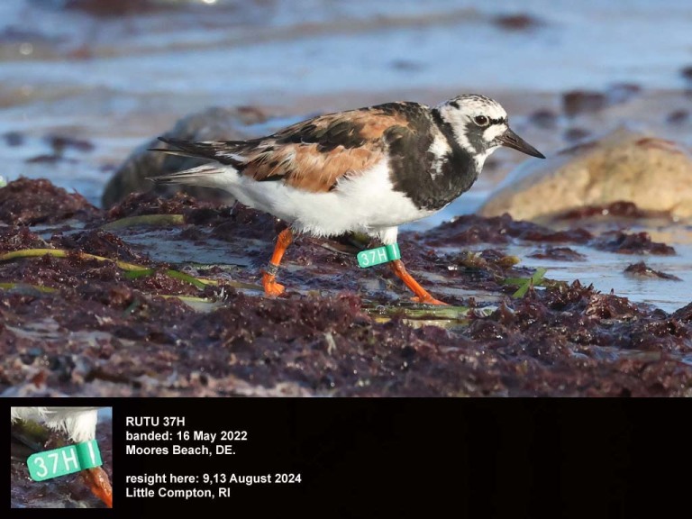 RUTU-BX_Ruddy-Turnstone